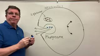 Phagocytosis Neutrophils amp Macrophages [upl. by Milzie611]