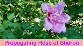 Propagating Rose of Sharon [upl. by Coppola]