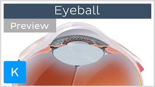 Eyeball structure and function preview  Human Anatomy  Kenhub [upl. by Annodal]