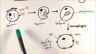 AS Biology  Phagocytosis OCR A Chapter 125 [upl. by Sices]