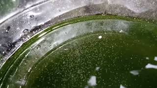 DAPHNIA MOINA CULTURE IN A SMALL BUCKET [upl. by Anib]