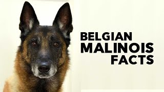 Belgian Malinois Everything You Need to Know [upl. by Hendrix76]