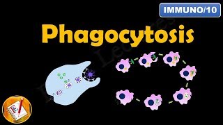 Phagocytosis FLImmuno10 [upl. by Relyhs480]