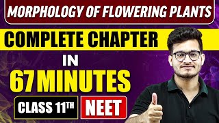 MORPHOLOGY OF FLOWERING PLANTS IN 67 Minutes  Full Chapter Revision  Class 11 NEET [upl. by Ivgnout640]