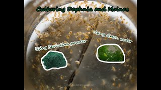 How To Culture Daphnia and Moinas using Green Water Spirulina powder [upl. by Ashwin]