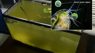 Raising Daphnia for the Freshwater Aquarium [upl. by Nimref]