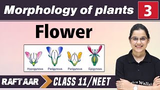 Morphology in Plants 03  Flower  Class 11NEET  RAFTAAR [upl. by Garbe154]