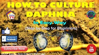 HOW TO CULTURE DAPHNIA In Easy Way [upl. by Nitsa]